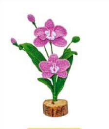 Cattleya