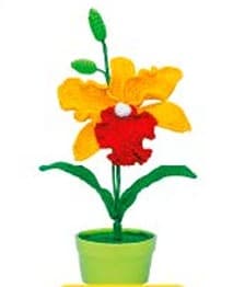 Cattleya2